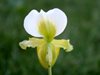 Paphiopedilum barbigerum fma. Aureum (Orchid Inn)